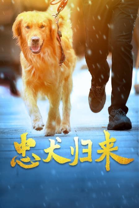 《孤单的美食家 第一季》电视剧高清全集